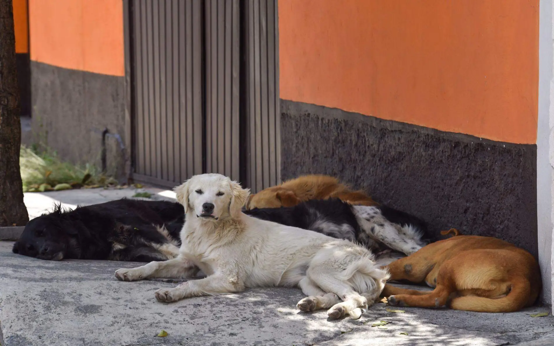 Perros callejeros